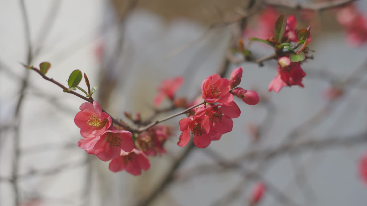 las flores rosadas en flor