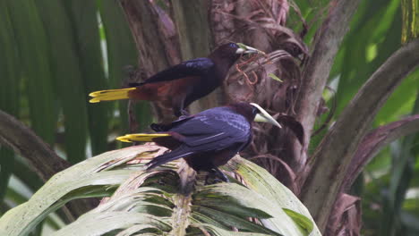 Paar-Männliche-Kastanienköpfige-Oropendolas,-Die-Auf-Schwankenden-Palmblättern-Sitzen,-Wenn-Einer-Von-Einem-Anderen-Männchen-Verjagt-Wird