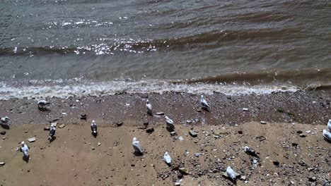 Gaviotas-En-Las-Orillas-Del-Río-Támesis-Durante-La-Marea-Baja-En-Londres,-Reino-Unido.