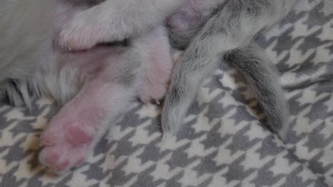 patas y colas de gatitos recién nacidos