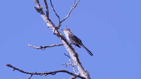 northern mockingbird, perched on a leafless branch