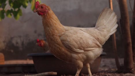 close-up of a light brown hen in a backyard