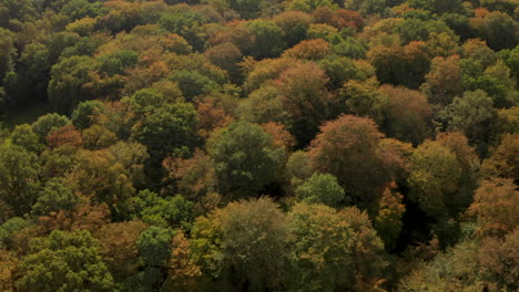 aerial shot over many varied species of trees turning orange in autumn