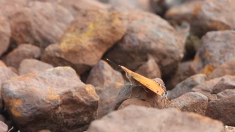 Schöner-Schmetterling,-Der-Sich-Auf-Einem-Felsen-Entspannt