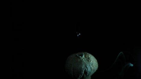 esporas liberadas por un hongo puffball en cámara súper lenta filmadas con una cámara fantasma - lycoperdon perlatum - el puffball común