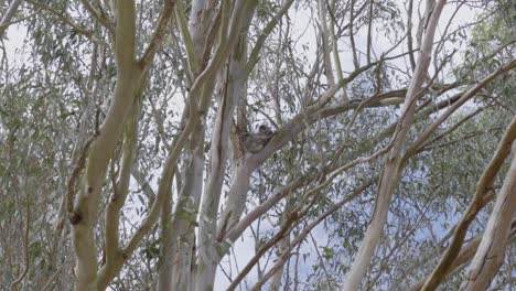 koala relaxing sleeping on tree branch native australia continent wildlife