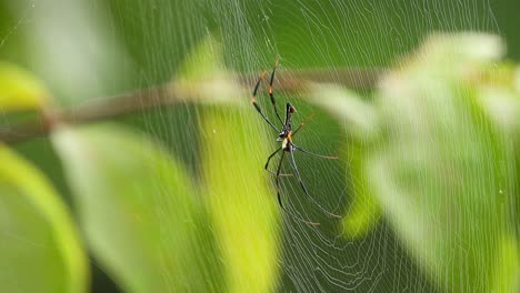 Orbe-tejedores-De-Seda-Dorada-En-Telaraña.