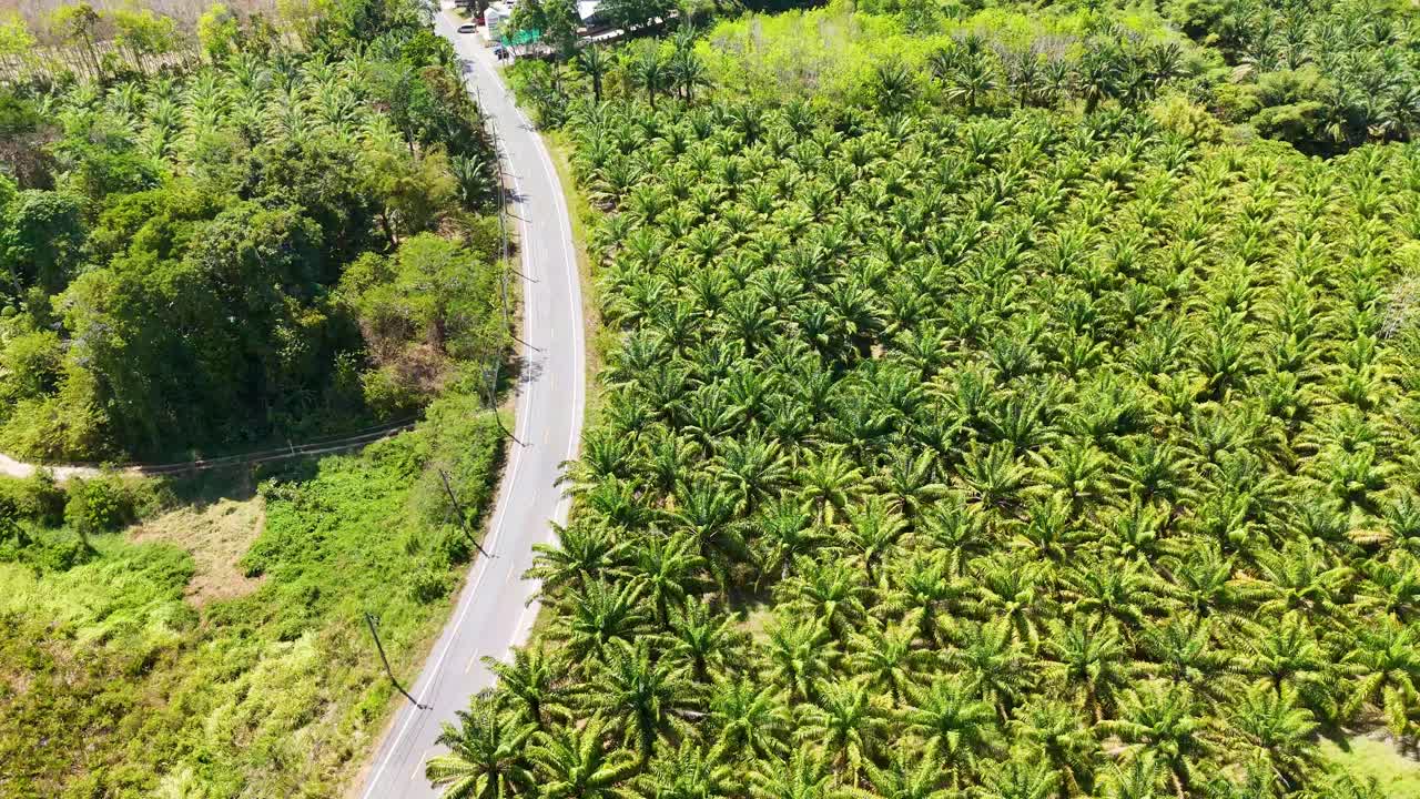 Drone footage showcasing a vast sugar palm oil plantation with a winding road, captured in bright daylight