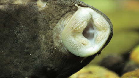 boca de pescado en vidrio con dientes y branquias respiratorias