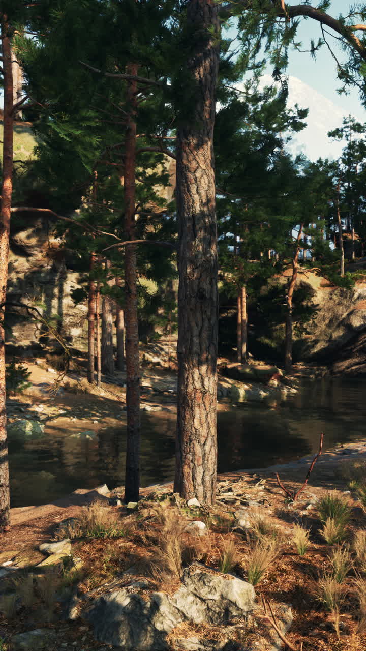 Stream flowing through dense forest