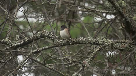 Dunkeläugiger-Junco-Vogel,-Der-Im-Frühling-In-Britisch-Kolumbien-In-Einem-Baum-Sitzt