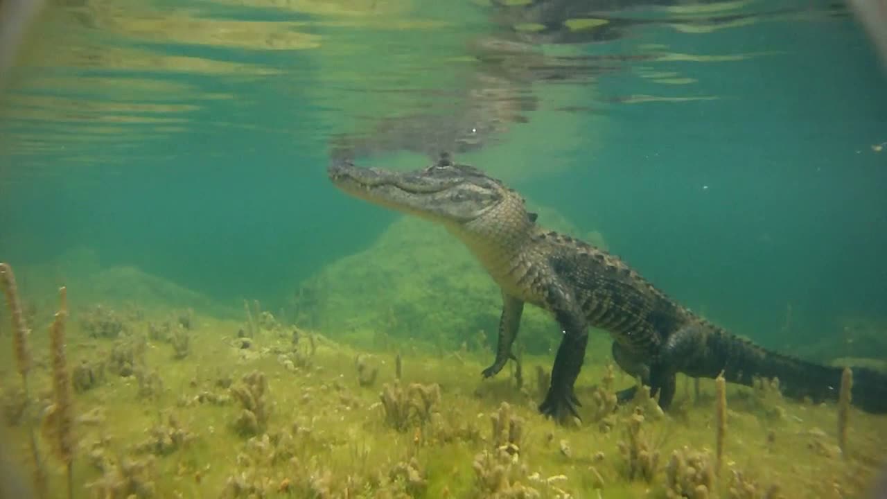 un disparo peligroso acercándose a un caimán bajo el agua 1