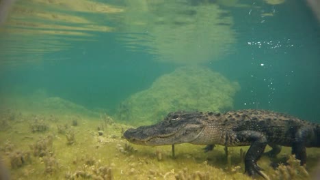 a dangerous shot approaching an alligator underwater 1