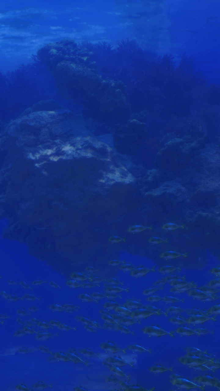 Coral reef underwater scene with marine life and blue ocean water