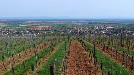 Disparo-De-Elevación-Aérea-Sobre-Viñedos-En-Colinas,-Hermoso-Pueblo-Tradicional-En-Segundo-Plano-En-El-Este-De-Francia