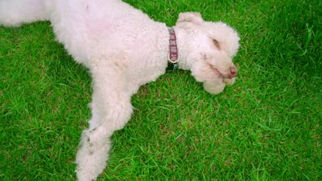 White-dog-lying-on-green-grass.-Poodle-dog-resting-on-green-lawn