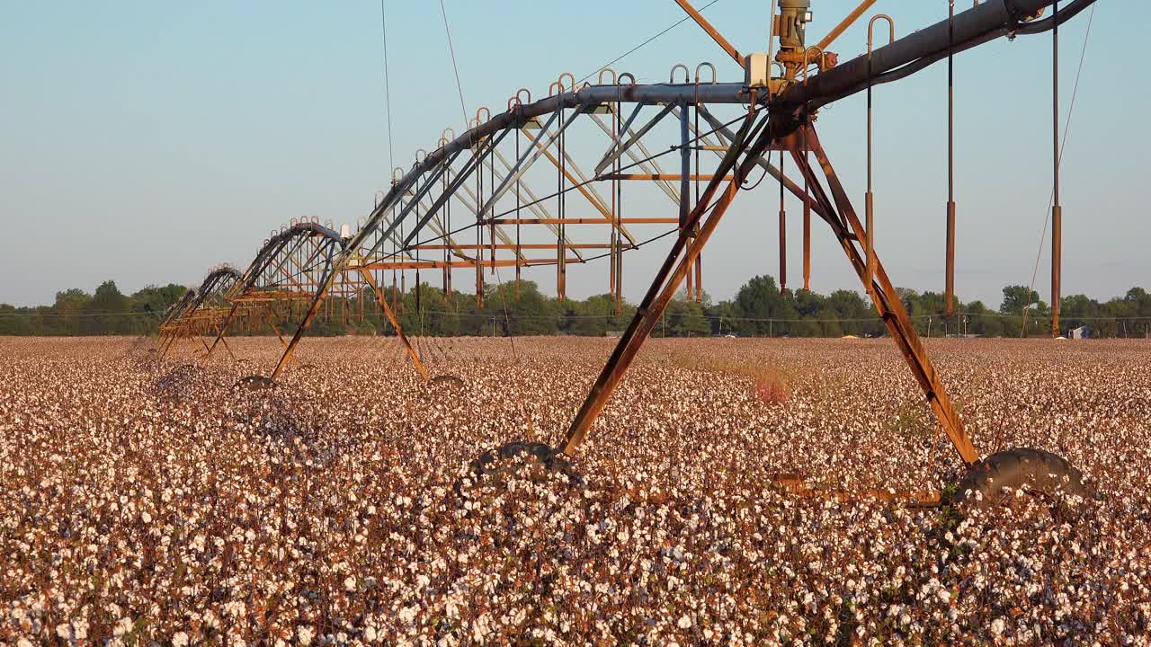 bonita vista del sistema de riego de agua de la granja en el cultivo de algodón agrícola en un campo en la región del delta del río mississippi