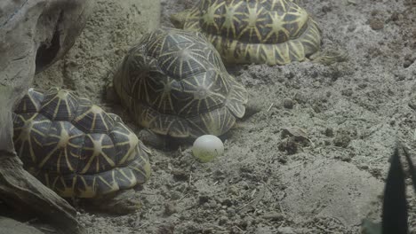 three star tortoises with an egg on sandy ground