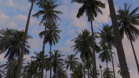 papara tavera tahiti island line row of coconut palm trees plantation farmland french polynesia aerial drone papeete tautira taiarapu monoi sunset cloudy south pacific ocean backwards looking up