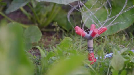 un rociador de plástico en cámara lenta regando un parche de verduras en el jardín