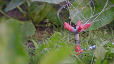 a plastic sprinkler in slow motion watering a vegetable patch in the garden