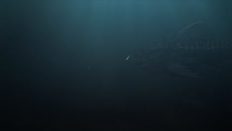 underwater shot of a massive leviathan of a fish swimming by