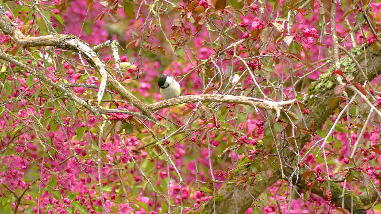 Common Chickadee perched on a bare tree branch with pink leaves surrounding it