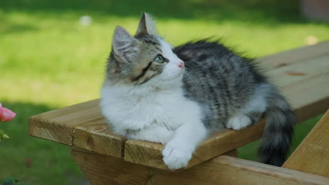 el gatito se sentó en un banco de picnic en un jardín relajándose en el calor del verano