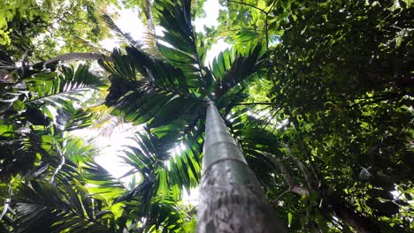 looking up at a palm tree in a lush tropical forest
