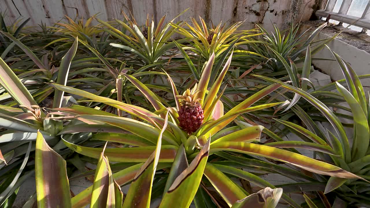 Arcing view of pineapple fruit growing atop leafy robust plant in greenhouse