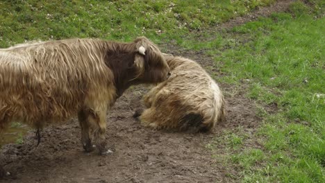 primer plano de una vaca marrón de las tierras altas relajándose con el cuerpo cubierto de pelo ondulado