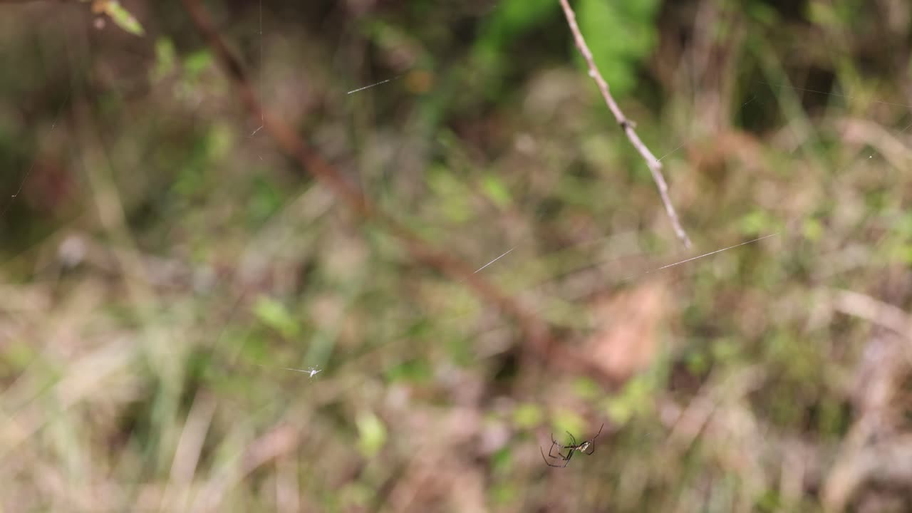 거미 가 그물 을 는 것 의 근접적 인 모습
