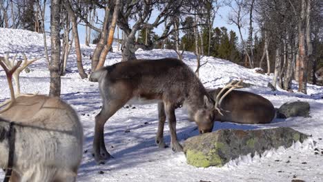 tame reindeers with collars and horns in captivity inside langedrag nature park norway - slow motion clip of reindeers eating and moving around