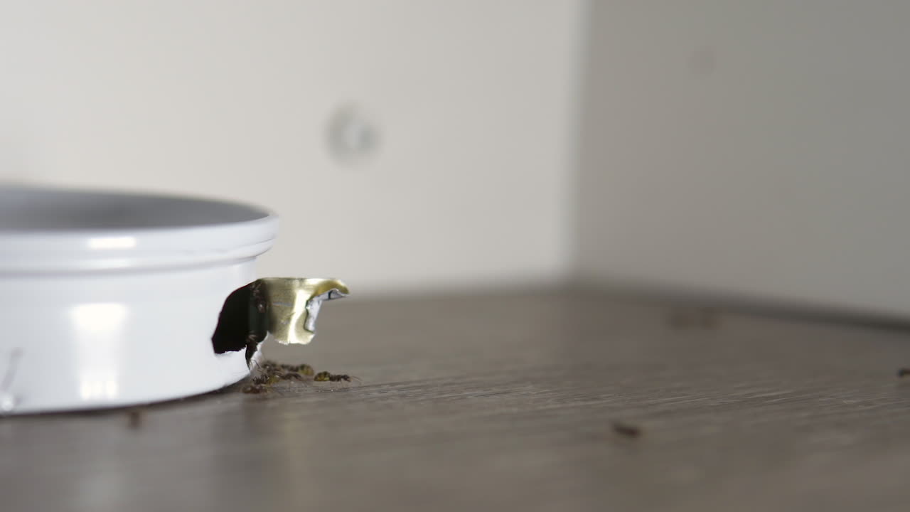 독이 들어 있는 금속 개미 덫에 집개미가 드나들고 있습니다.