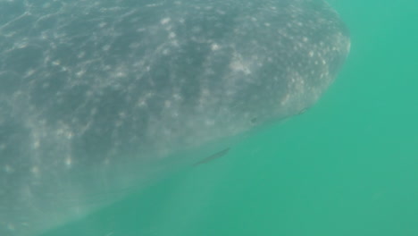 Tiburón-Ballena-Bajo-El-Agua-De-Cerca-En-El-Ojo