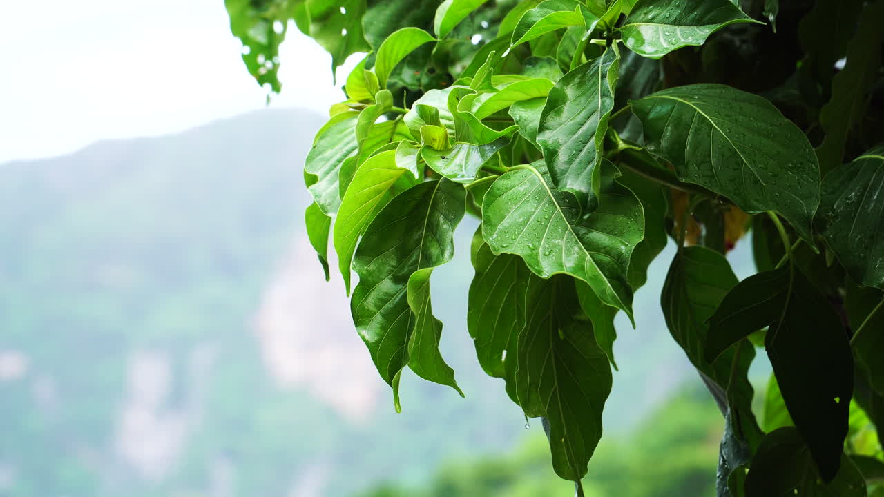 hojas verdes exuberantes con gotas de agua durante la lluvia en las islas phi phi