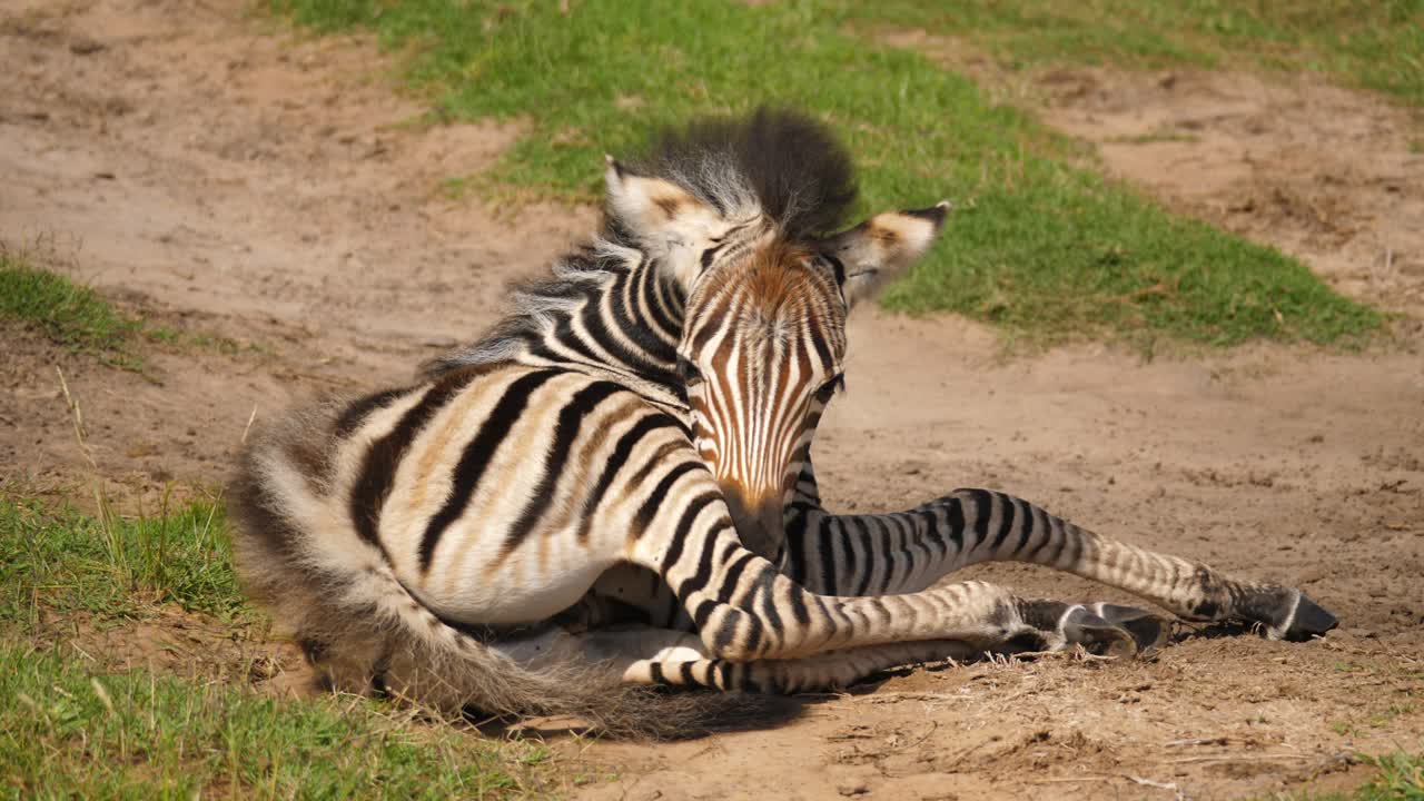 Cucciolo di zebra sdraiato sulla terra e che si addormenta