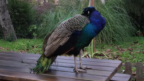 This-peacock-is-impressive-with-its-colors