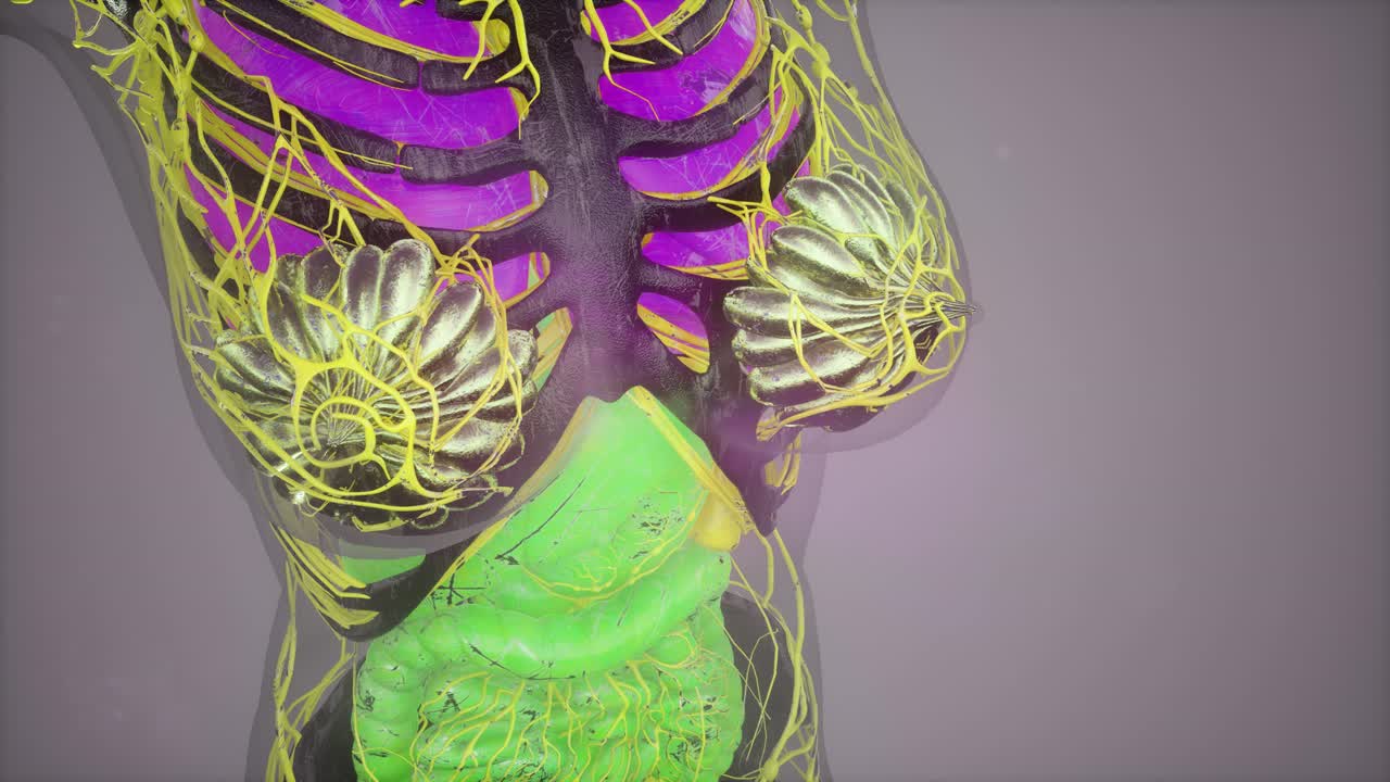 인간 신체 모델 일러스트