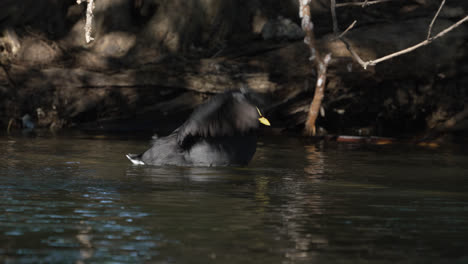a red-gartered coot flapping wings on a lake