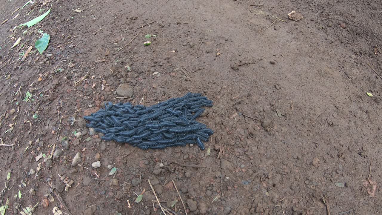 черви perreyia flavipes названы в мексике кака-де-луна