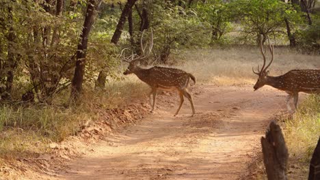 Chital-or-cheetal,-also-known-as-spotted-deer,-chital-deer,-and-axis-deer,-is-a-species-of-deer-that-is-native-in-the-Indian-subcontinent.-Ranthambore-National-Park-Sawai-Madhopur-Rajasthan-India