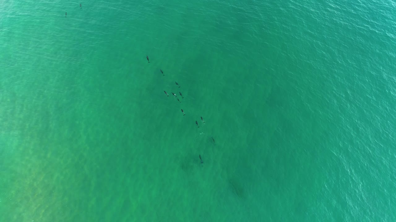 Aerial view of dolphins in beautiful clear, shallow water off the coast of Northern New South Wales, Australia.