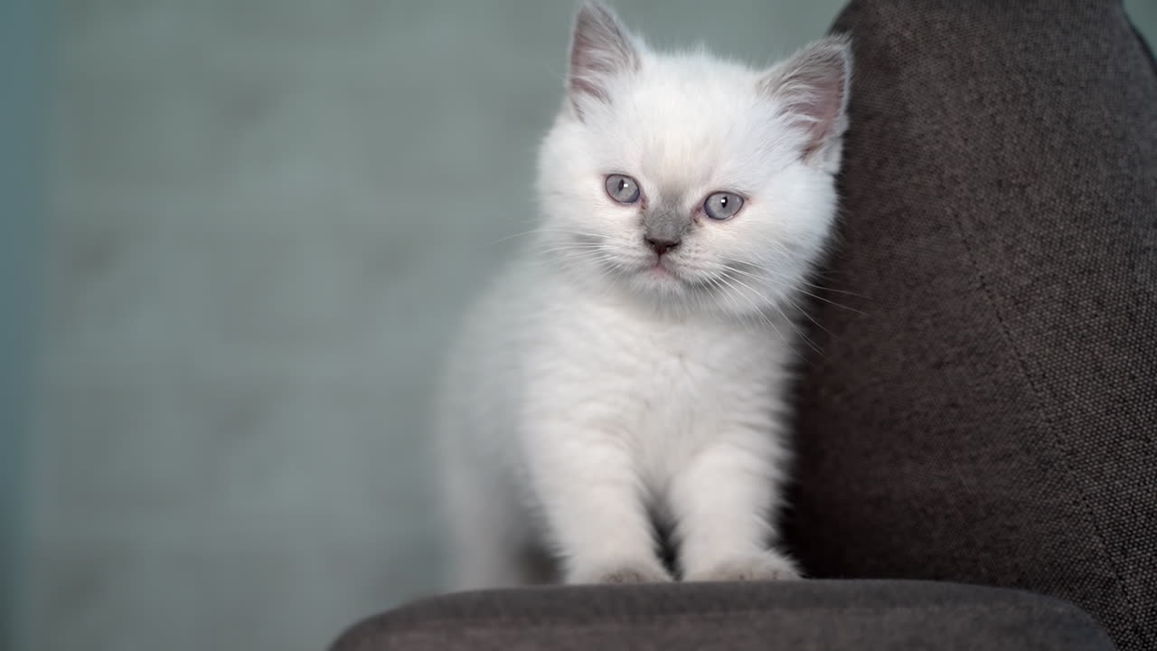 Cat sitting on the sofa. Portrait of cute cat on the sofa