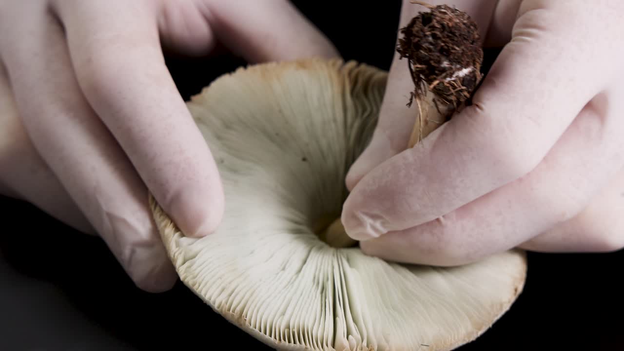 Close-up analysis of a mushroom's gills and cap under controlled lighting, highlighting scientific exploration techniques
