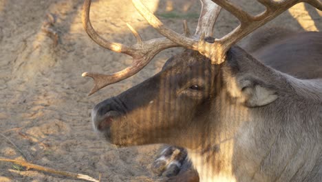 rangifer tarandus caribou - reindeer sitting on the ground inside the farm at the village near arendel, zagorow poland