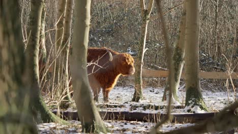 Furry-highland-cow-bull-ruminating-in-winter-forest,-exhaling-vapor