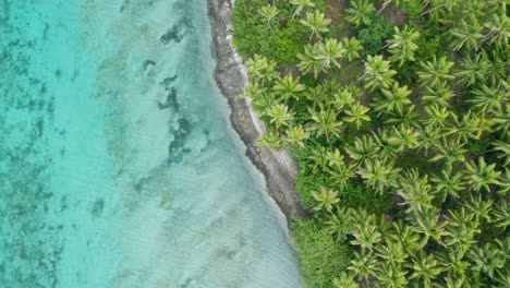 agua azul en la playa con cocoteros en la isla de fiji - toma aérea de drones