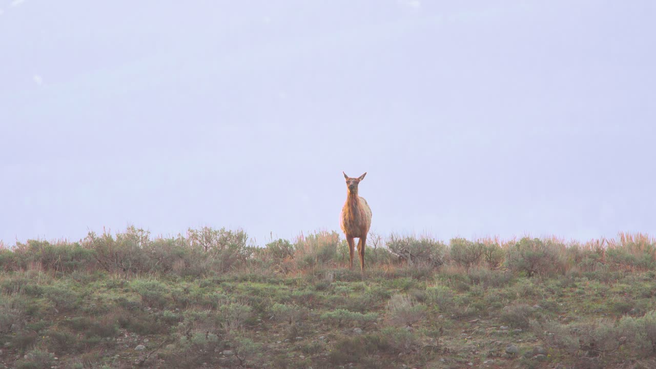 엘크는 와이오밍의 그랜드 티턴 국립공원에서 세이지브러시를 먹고 머리를 들어올립니다.