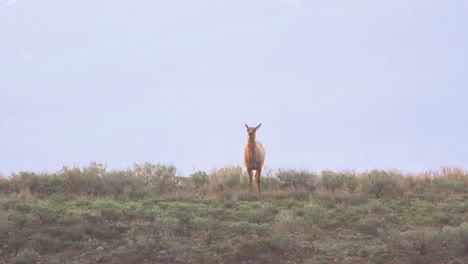 Elche-Essen-Beifuß-Und-Heben-Den-Kopf-Im-Grand-Tetons-National-Park-In-Wyoming